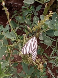 Mariposa de la totora (Ctenucha vittigera)