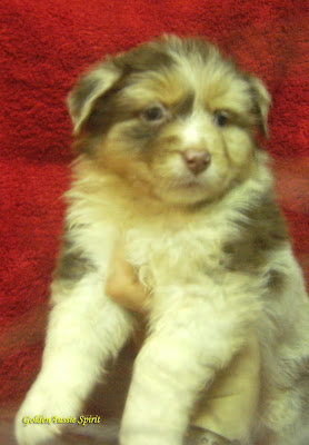 cachorros pastor australiano