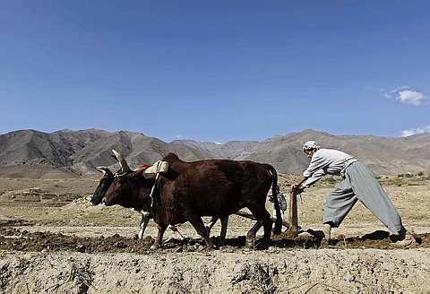 Afghan man works on his field