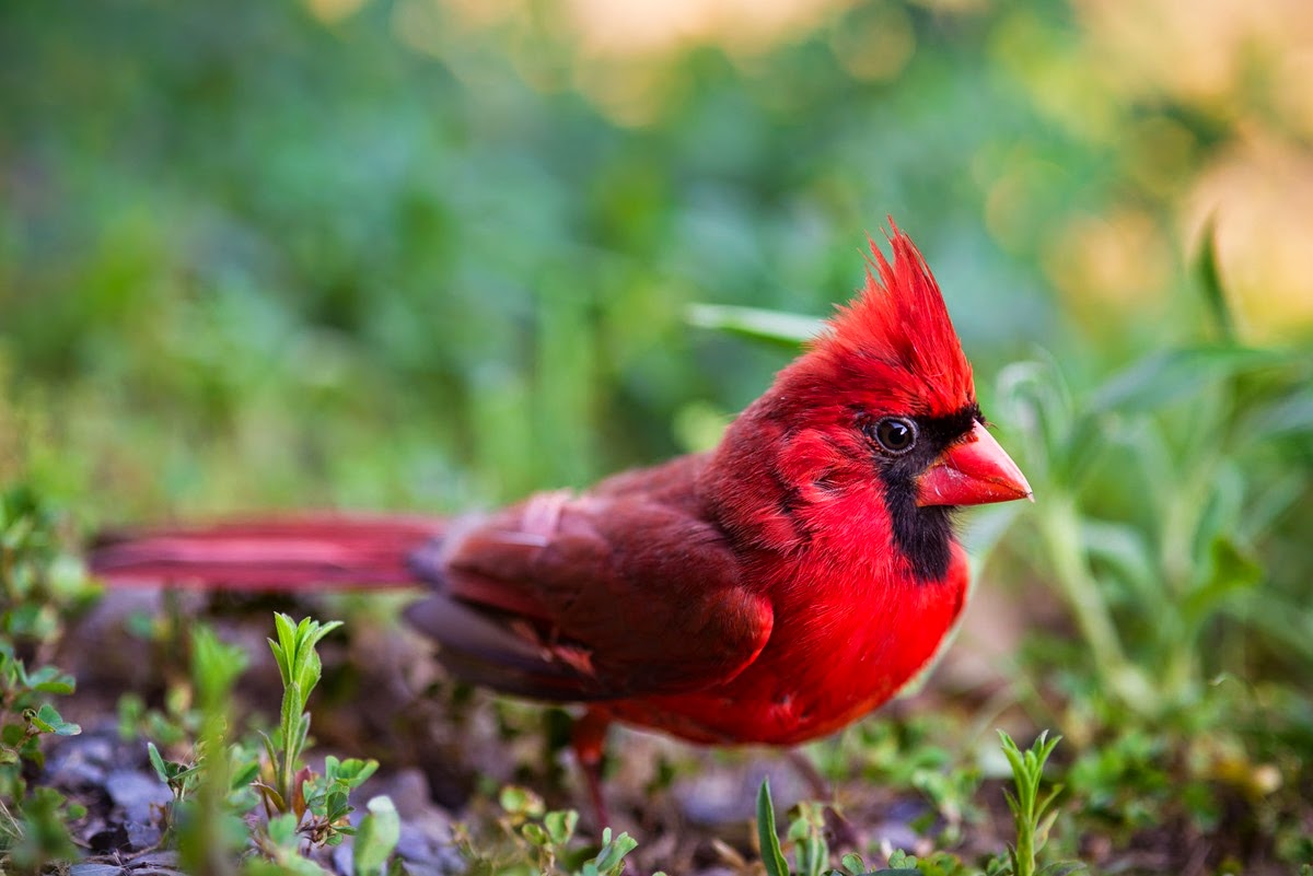 Cardinal-8567