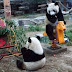 Giant pandas at Beijing Zoo