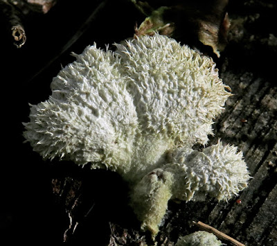 Schizophylle commun (Schizophyllum commune)