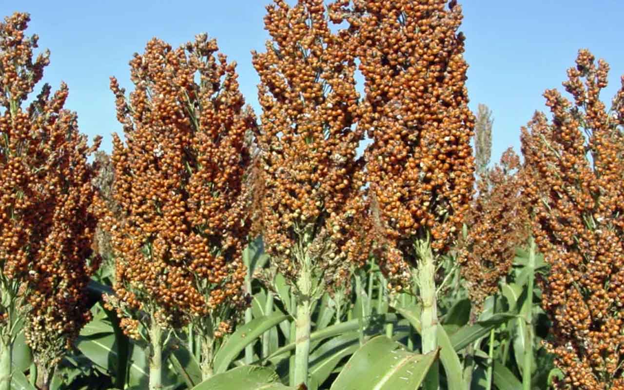 tanaman sorghum