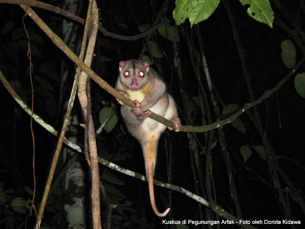 cuscus possum in Susnguakti forest