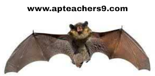 Let's learn about the bat 2022@APTeachers