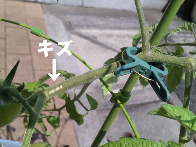 園芸の写真 Engei No Shashin 園芸初心者の東京オヤジが プランターで野菜を作り始めた記録である ミニトマト クリップ誘引のキズ