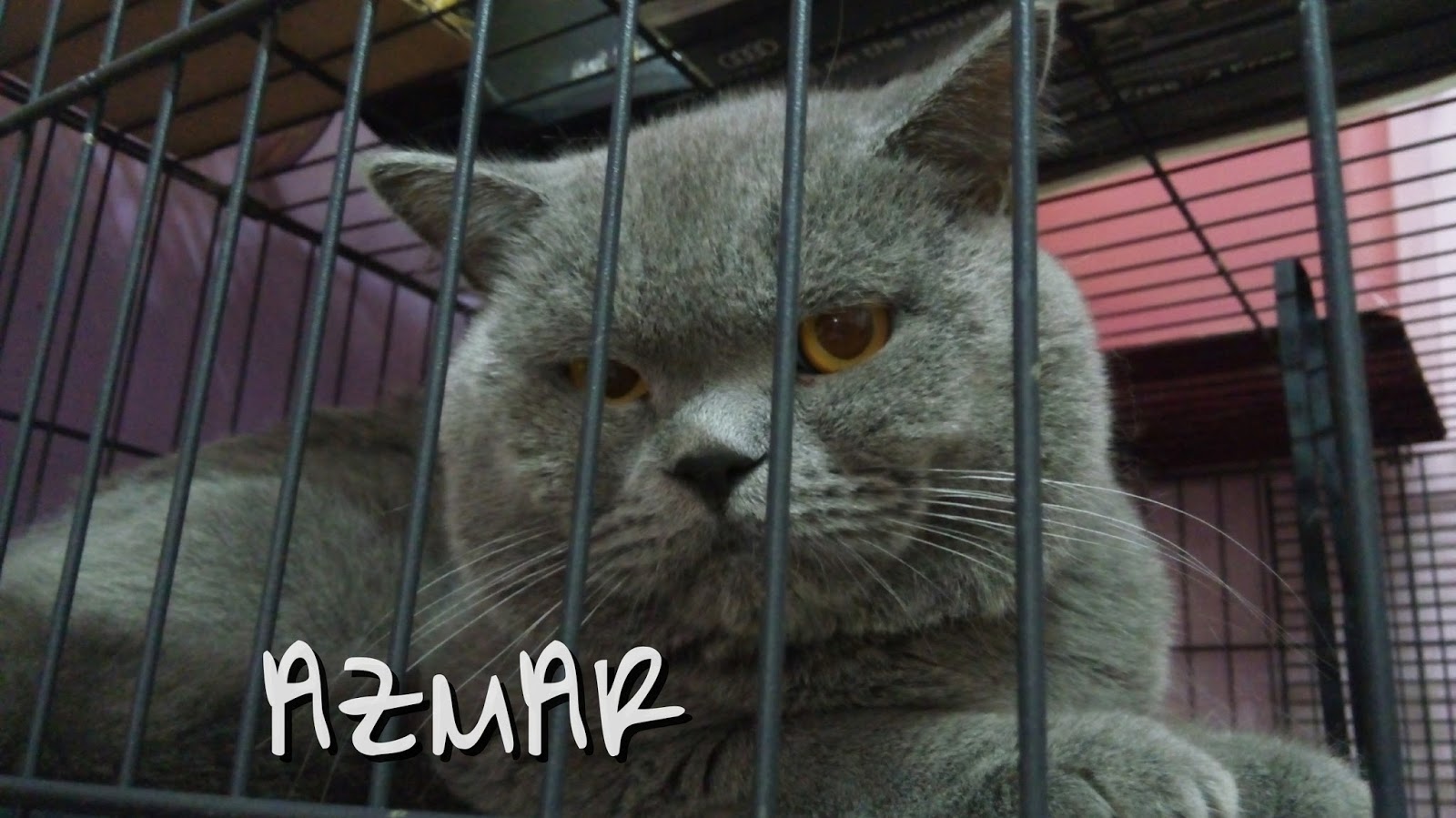 Supplement murah mampu milik untuk kucing  Hidayat's petBlog