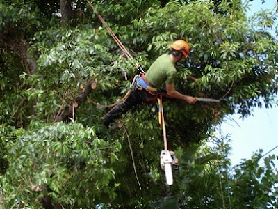 Tree Pruning in Process - Arboriculture Services