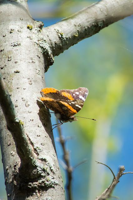 Red Admiral, LLELA