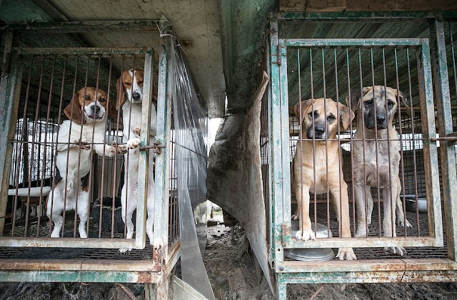 Dozzine di cani salvate dal mattatoio in Corea del Sud dall'associazione dei animali