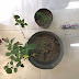 Polres Gresik Amankan 4 Pot Pohon Ganja di Rumah Terduga Pengedar Narkoba 