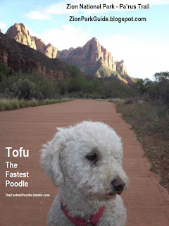 Dog on Pa'rus Trail in Zion National Park - Dog in Zion National Park - Poodle in Zion National Park