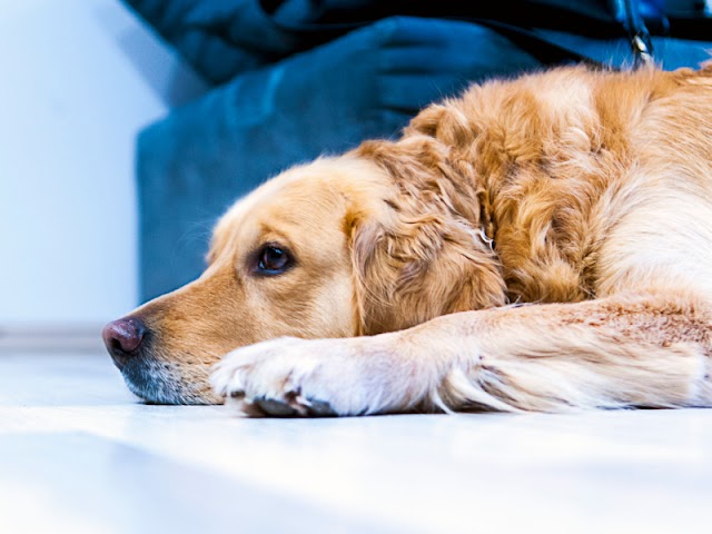 Segredos do Envelhecimento Canino: Cuidados Essenciais para Proporcionar uma Vida Plena ao seu Melhor Amigo na Terceira Idade