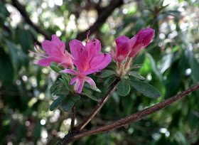 Purple flowers