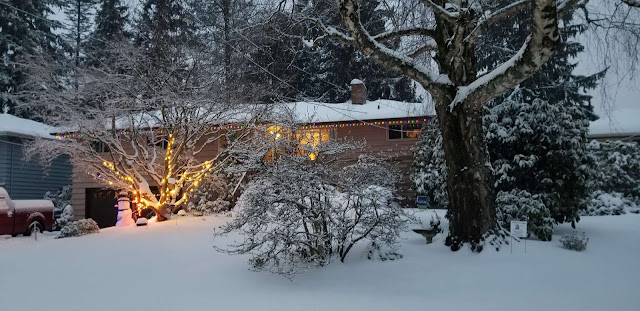 a bush with delicate branches is decorated with white lights