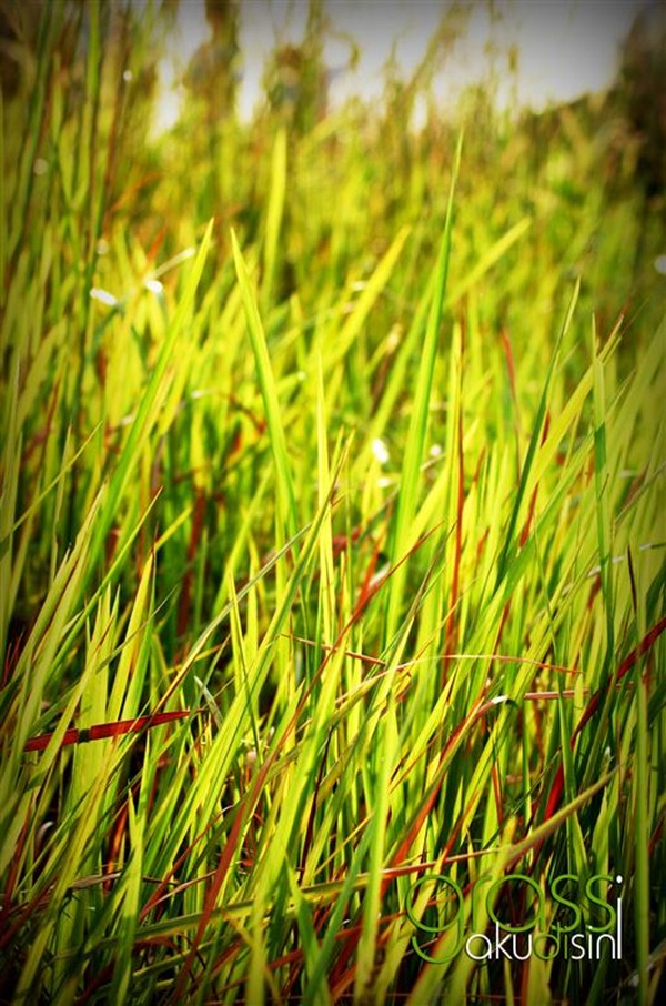 grass (Medium)