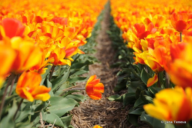 flower fields Holland