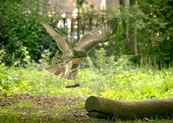 Tompkins Square red-tailed hawk fledgling