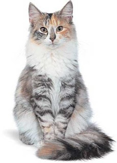 norwegian forest cat breed kitten gato picture pets