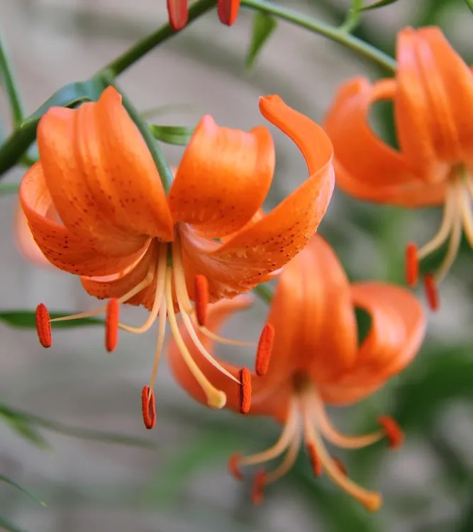 Лилия Давида разновидность одноцветная (Lilium davidii var. unicolor)