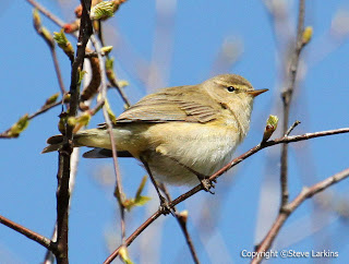 Chiffchaff