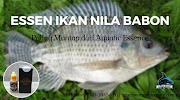 Essen Ikan Nila Babon Paling Mantap 2019