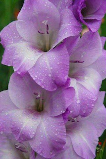 Beautiful valetine flower