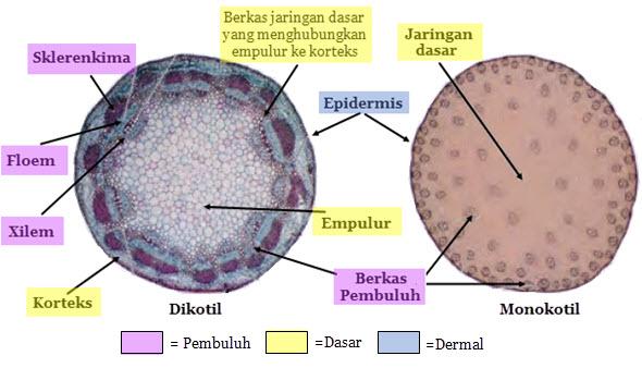 kumpulan makalah pendidikan MAKALAH ANATOMI BATANG