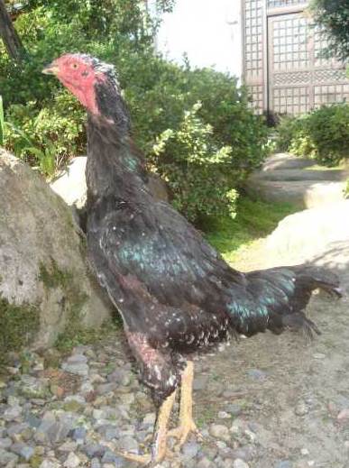 Koleksi gambar  ayam  betina siam shamo jepang AYAM  ADUAN 