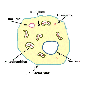 Picture Of A Animal Cell Labeled. animal cell labeled