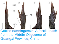 http://sciencythoughts.blogspot.co.uk/2016/03/cobitis-nanningensis-fossil-loach-from.html