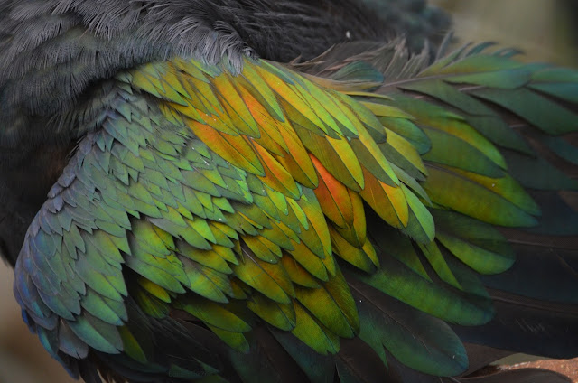 This bird has wings of iridescent green, blue, and orange.