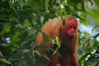 Red Ukarai Monkey Seen When Volunteering in Peru