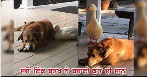 Duck Saved Life Of a Dog - Must Read and Share