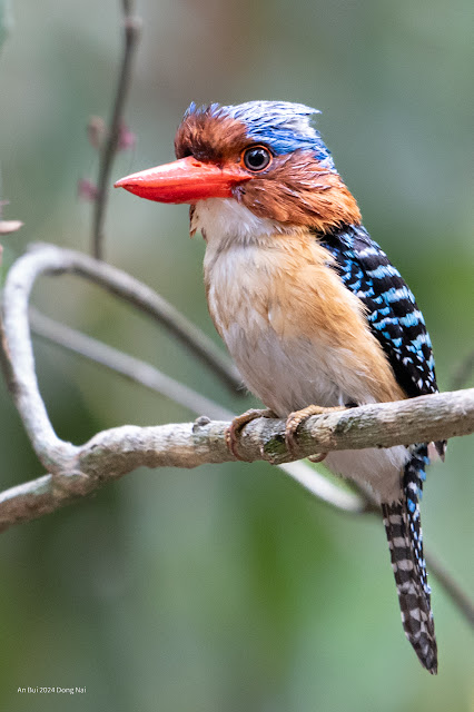 An Bui 2024 Dong Nai - Banded Kingfisher (Sả vằn) Male