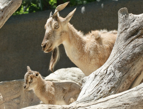 Beautiful,cute,brown,white markhor  is stand on beautiful grass ground,wallpapers,pictures,images