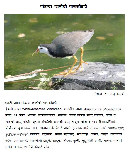 white breasted waterhen pankombadi bird information in marathi