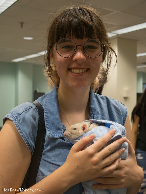 Oliver the therapy rat