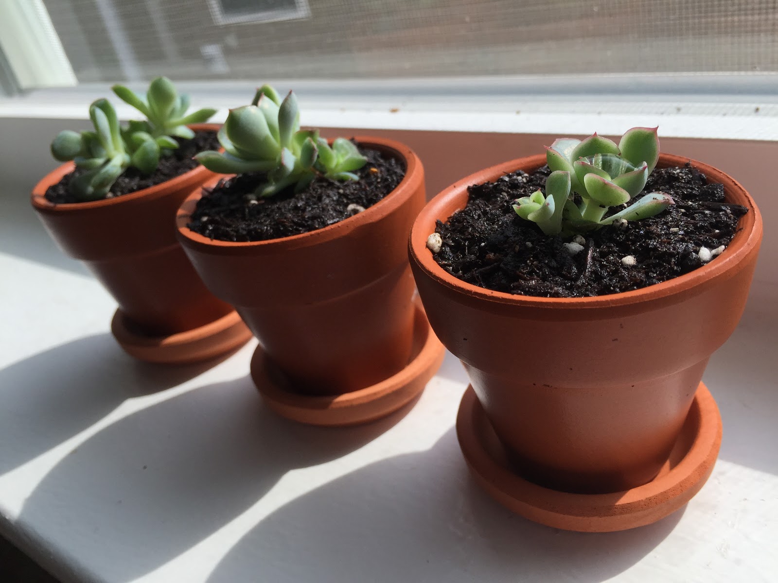 tiny pots for succulents