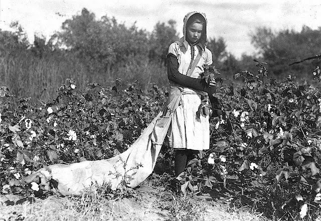 a photograph by Lewis Hine 1916, a girl worker picking cotton