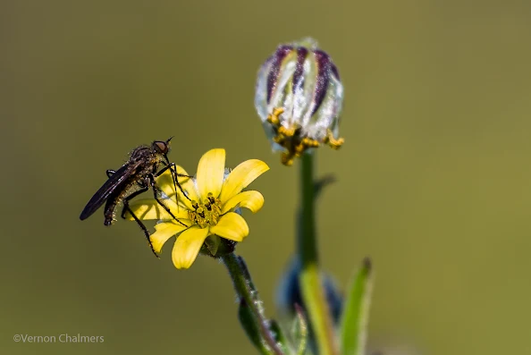 Close-Up Photography : Table Bay Nature Reserve, Woodbridge Island