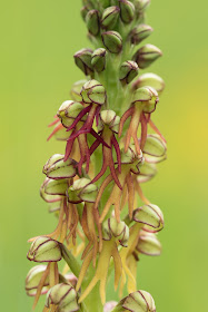 Man Orchid - Copper Hill, Lincolnshire