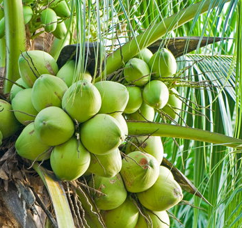 Klasifikasi dan Morfolofi Tanaman Kelapa Cocos nucifera L.