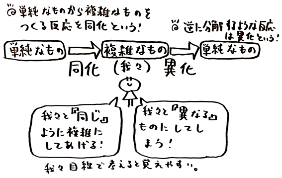 矢口はっぴーブログ わかりやすい高校生物基礎 生物まとめ 過去の記事に授業 講習の内容があります 質問はyoutube講義動画のコメント欄にお願いします 反転授業用 生物基礎 代謝 異化と同化