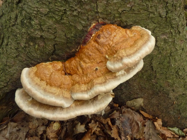 Fomitopsis pinicola