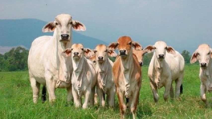 Fedenaga asegura que la producción nacional abastece la demanda de carne en el país