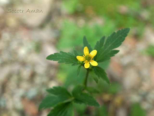 Potentilla cryptotaeniae