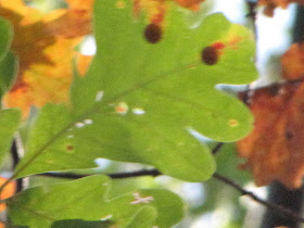 succulent oak gall