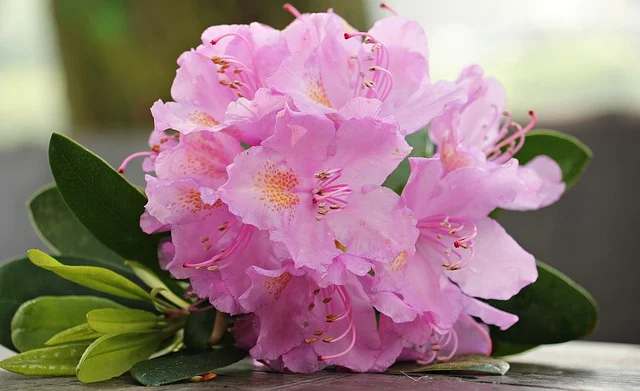 Azaleas