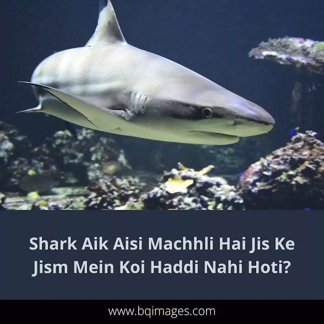 Amazing Facts About Shark